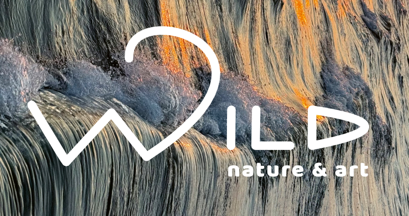 wild logo // wave bg